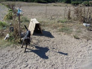 Σκύρος: Συνεχίζεται η συστηματική κακοποίηση των σκυλιών και ο Δήμος αδιαφορεί